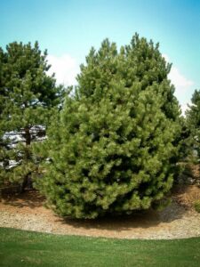 Сосна Чёрная (Pinus Nigra) купить по цене от 270.00р. в интернет-магазине «Посадика» с доставкой почтой в в Первомайске и по всей России – [изображение №1].