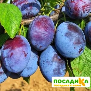 Слива Чачакская ранняя купить по цене от 229.00р. в интернет-магазине «Посадика» с доставкой почтой в в Первомайске и по всей России – [изображение №1].