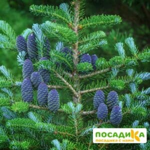 Пихта корейская (Abies koreana) купить по цене от 450.00р. в интернет-магазине «Посадика» с доставкой почтой в в Первомайске и по всей России – [изображение №1].