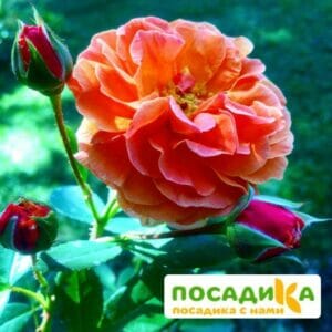 Роза Арабия купить по цене от 350.00р. в интернет-магазине «Посадика» с доставкой почтой в в Первомайске и по всей России – [изображение №1].