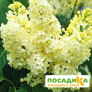 Сирень Примроуз (Primrose) купить по цене от 529.00р. в интернет-магазине «Посадика» с доставкой почтой в в Первомайске и по всей России – [изображение №1].