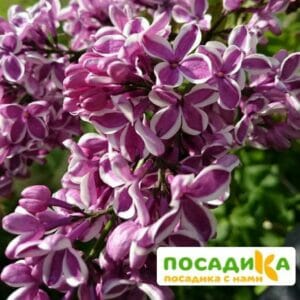 Сирень Сенсация купить по цене от 529.00р. в интернет-магазине «Посадика» с доставкой почтой в в Первомайске и по всей России – [изображение №1].