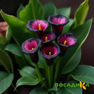 Калла Аура Лейс купить по цене от 400р. в интернет-магазине «Посадика» с доставкой почтой в в Первомайске и по всей России – [изображение №1].