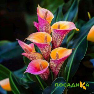 Калла Оникс купить по цене от 450р. в интернет-магазине «Посадика» с доставкой почтой в в Первомайске и по всей России – [изображение №1].