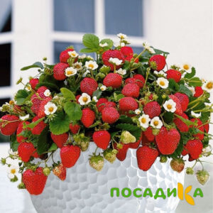 Клубника Рубиновый Шепот (горшечная) купить по цене от 240р. в интернет-магазине «Посадика» с доставкой почтой в в Первомайске и по всей России – [изображение №1].