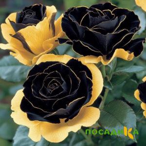Роза Ханни Сикл купить по цене от 700р. в интернет-магазине «Посадика» с доставкой почтой в в Первомайске и по всей России – [изображение №1].