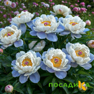 Пион акварельный Этюд купить по цене от 806р. в интернет-магазине «Посадика» с доставкой почтой в в Первомайске и по всей России – [изображение №1].