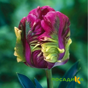 Тюльпан Экзотик Хэвен купить по цене от 186р. в интернет-магазине «Посадика» с доставкой почтой в в Первомайске и по всей России – [изображение №1].