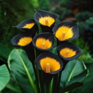 Калла Легато купить по цене от 620р. в интернет-магазине «Посадика» с доставкой почтой в в Первомайске и по всей России – [изображение №1].