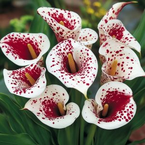 Калла Эмпайр купить по цене от 302р. в интернет-магазине «Посадика» с доставкой почтой в в Первомайске и по всей России – [изображение №1].