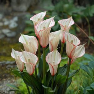 Калла Глейшер купить по цене от 299р. в интернет-магазине «Посадика» с доставкой почтой в в Первомайске и по всей России – [изображение №1].