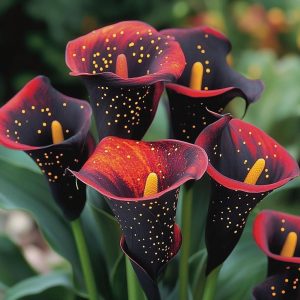 Калла Нуар купить по цене от 299р. в интернет-магазине «Посадика» с доставкой почтой в в Первомайске и по всей России – [изображение №1].