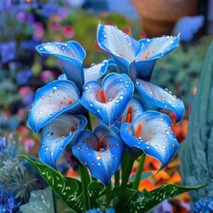 Калла Портрейт купить по цене от 292р. в интернет-магазине «Посадика» с доставкой почтой в в Первомайске и по всей России – [изображение №1].