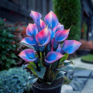 Калла Импрессия купить по цене от 590р. в интернет-магазине «Посадика» с доставкой почтой в в Первомайске и по всей России – [изображение №1].