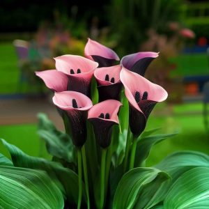 Калла Энигма купить по цене от 291р. в интернет-магазине «Посадика» с доставкой почтой в в Первомайске и по всей России – [изображение №1].