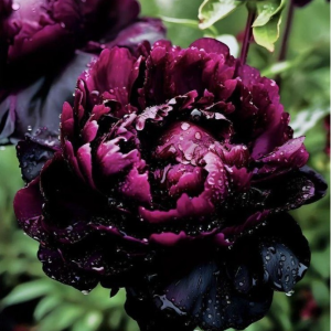 Пион Темный Сад купить по цене от 421р. в интернет-магазине «Посадика» с доставкой почтой в в Первомайске и по всей России – [изображение №1].