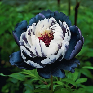 Пион Древовидный Инь-Янь купить по цене от 419р. в интернет-магазине «Посадика» с доставкой почтой в в Первомайске и по всей России – [изображение №1].