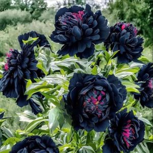 Пион древовидный Сердце Афродиты купить по цене от 600р. в интернет-магазине «Посадика» с доставкой почтой в в Первомайске и по всей России – [изображение №1].