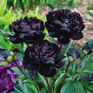 Пион Королевский Бархат купить по цене от 419р. в интернет-магазине «Посадика» с доставкой почтой в в Первомайске и по всей России – [изображение №1].