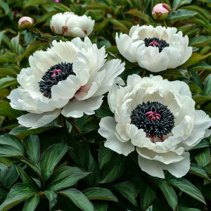 Пион Инк Эн купить по цене от 429р. в интернет-магазине «Посадика» с доставкой почтой в в Первомайске и по всей России – [изображение №1].