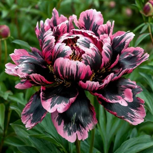 Пион Дроп Руби купить по цене от 469р. в интернет-магазине «Посадика» с доставкой почтой в в Первомайске и по всей России – [изображение №1].