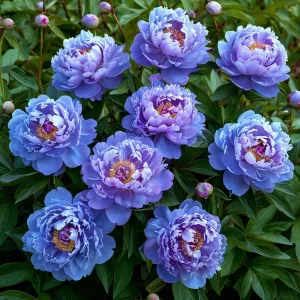 Пион Голубой лотос купить по цене от 590р. в интернет-магазине «Посадика» с доставкой почтой в в Первомайске и по всей России – [изображение №1].