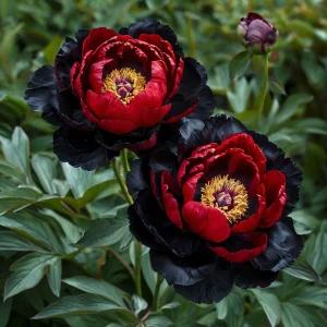 Пион Эбеновый Рубин купить по цене от 419р. в интернет-магазине «Посадика» с доставкой почтой в в Первомайске и по всей России – [изображение №1].