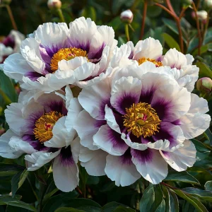 Пион Эко Саммер купить по цене от 548р. в интернет-магазине «Посадика» с доставкой почтой в в Первомайске и по всей России – [изображение №1].