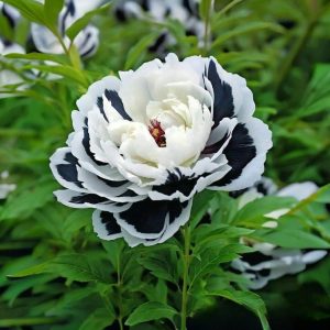 Пион Монохромный Шик купить по цене от 429р. в интернет-магазине «Посадика» с доставкой почтой в в Первомайске и по всей России – [изображение №1].